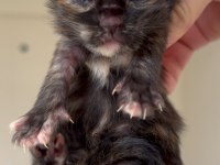 Türkiyenin her yerine teslim maine coon xxl yavrular