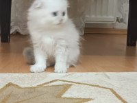 Mavi gözlü erkek scottish fold