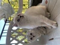 Scottish fold iki kardeş
