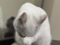 BRITISH SHORTHAIR KEDİMİZ