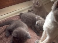 Orijinal British Shorthair yavruları