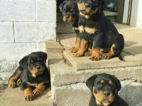 ROTTWEİLER BEBEK KÖPEKLERİMİZ