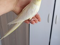 Uyguna alışkın ev yavruları kuşlar