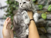Şecereli Üretim İzinli Maine Coon Yavrular