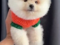 TEDY BEAR POMERANİAN BEBEKLER
