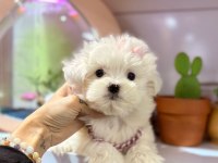 SEVİMLİ MALTESE TERRİER KÖPEĞİ