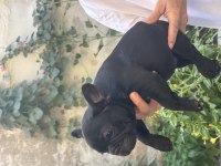 Show Kalite BLACK Dişi French Bulldog