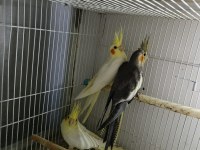 BEBEK SULTAN PAPAĞANLARI