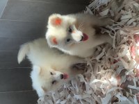Burkem çiftliğimizden kar topu samoyed yavrularımız
