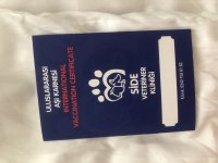 Sahibinden Aşılı Orjinal Maltese Terrier Yavrusu