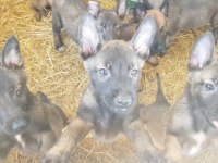 Malinois sağlam kan hattı