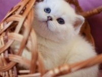 British shorthair erkek kedimiz