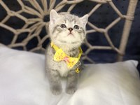 Güzel british shorthair bebekler