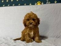 Cavapoo köpekler