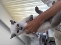 British shorthair 60 günlük