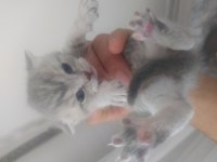 4 adet yavrumuz scottish fold uyguna verilecektir