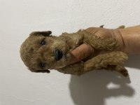 Orjinal toy poodle bebekler