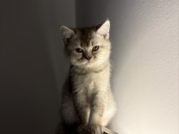 3 Aylık British Shorthair