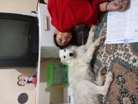 Ücretsiz sahiplendirme köpeğimiz