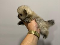 Ankara İci Pomeranian Boo Yuvaları Sizleri Bekliyor