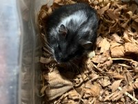 Nadir siyah gonzales hamster