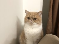13 Aylık Exotic Shorthair Fındık