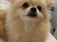 10 aylık dişi pomeranian