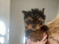 2,5 aylık Dişi Anne baba teacup Yorki