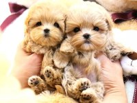 A Kalite Maltipoo Yavrular kore