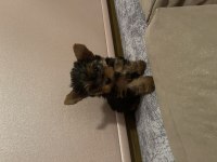 Safkan minik Yorkshire terrier