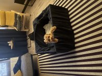 4.5 aylık dişi Maltipoo Yuva Aranıyor