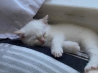 Mavi Gözlü British Shorthair Dişi Yavru Yuva Arıyor
