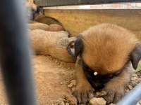 Hakiki orijinal Belçika Malinois Yavrular 2 aylık