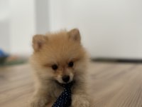 Sevimli Irk Pomeranian Boo