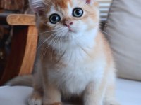 British Shorthair Dişi NY12 Golden Yavru Ful Secereli