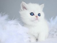 Kartopu ns1133 british shorthair