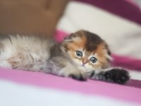 Scottish fold erkek ny25