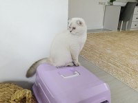 Mükemmel güzellikte scottish fold