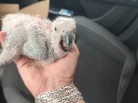 Jumbo boy Bebek jako papağanı