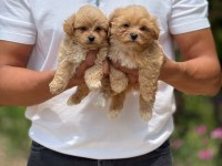 ÇOK SAĞLIKLI MALITPOO BEBEKLER 
