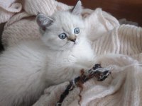 British shorthair blue point British shorthair white