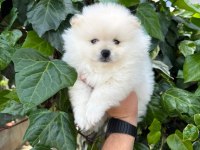 A kalite 1. sınıf pomeranian boo teddy bear