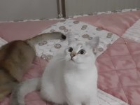 Lynx point british shorthair prenses