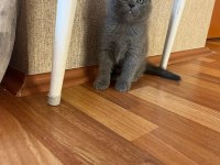 Scottish Fold Yavrular