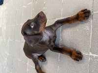 Kızıl yavru doberman