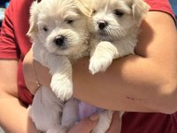 Orjinal maltese terrier bebekleri