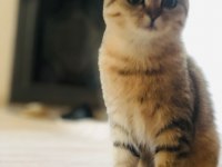 Scottish Fold 5.5 AYLIK DİŞİ İNANILMAZ İNSAN CANLISIDIR