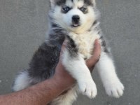 HUSKY SİBİRYA YAVRULARI