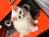 Scottish fold longhair