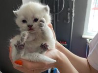 Minik british shorthair bebeklerim için yuva arıyorum